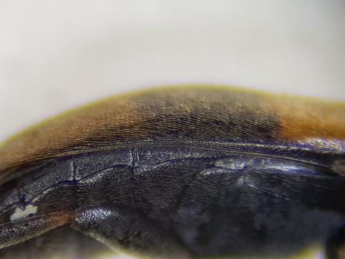 Réf. 253 885 : Anaspis fasciata